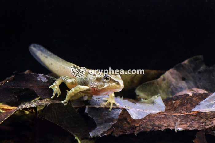 Grenouille rousse - Tétard - stade 4 pattes (Rana temporaria) - gryphea.org